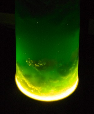 Lavalamp spugnosa